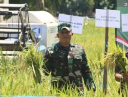 Mendukung Swasembende Pangan, Dandim 100 dan Forkopimda Panen Raya Padi