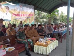 Dandim 0105/Abar dan Unsur Forkopimda Gelar Panen Raya Serentak di Desa Leukeun