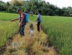 Babinsa Setia Bakti Lakukan Pendampingan Penyemprotan Gulma di Lahan Milik Warga Binaan