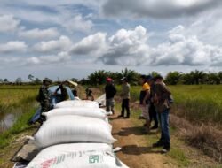 Babinsa Koramil 1004-11/PLB Dampingi Penyerapan Gabah Petani di Desa Sumber Sari