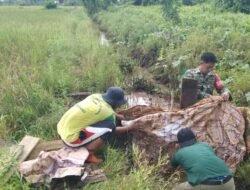 Tingkatkan Ketahanan Pangan Babinsa Selangkau Koramil 0909-06 Bengalon Dampingi Petani