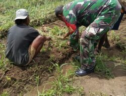 Dukung Ketahanan Pangan di Wilayah, Babinsa Manokwari Utara Bantu Petani Panen Bawang Merah