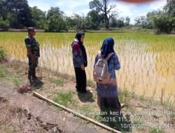 Babinsa Amuntai Utara Dampingi Pengecekan LTT, Dukung Ketahanan Pangan
