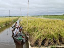 Kodim 1003/HSS Berkomitmen Mendukung Ketahanan Pangan dengan Pelaksanaan Panen Raya Padi Terapung