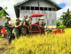 Babinsa Koramil Kimaam Melaksanakan Panen Raya Bersama Personel Satgas dan Masyarakat
