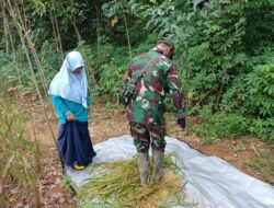 Babinsa Koramil 1003-02/Padang Batung Hadir di Tengah Petani untuk Mendukung Ketahanan Pangan