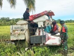 Babinsa Kampung Onggaya Bantu Petani Merauke Memanen Padi