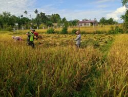 Bentuk Dukungan kepada Masyarakat Babinsa Posramil 06 Bubon Bantu Petani Panen Padi
