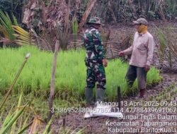Koramil 1005-11/Tabunganen Dampingi Petani Sungai Teras Sukseskan Program LTT