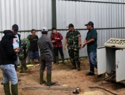 Panen Melimpah di Merauke, Kodim dan Bulog Turun Tangan Bantu Petani