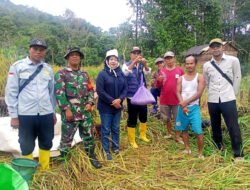 Kodim 1003/HSS Berkomitmen Mendukung Ketahanan Pangan dengan Pelaksanaan Ubinan