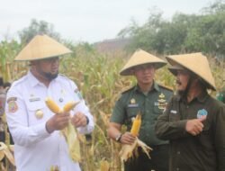 Panen Jagung Serentak 1 Juta Hektar, Bupati Halsel dan Dandim Turut Hadir