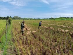 Babinsa Koramil 09/Samatiga, Sertu Buchari Muslim, Dampingi Kelompok Tani Panen Padi di Desa Pinem