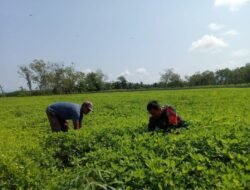 Babinsa Posramil 05/PC Aktif Bina Petani Lewat Pendampingan Pertanian di Desa Keudey Suak Awe