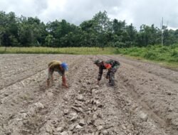 Ringankan Pekerjaan Petani, Babinsa Masni Bantu dalam Pembuatan Bedengan di Lahan Warganya