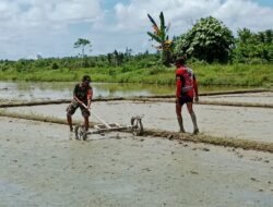 Dukung Program Swasembada Pangan Nasional, Babinsa Sidey Bantu Petani Tanam Bibit Padi Unggulan