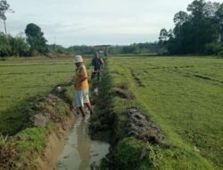 Peduli Pertanian, Babinsa Posramil 05/Pante Ceureumen Gotong Royong Bersama Warga