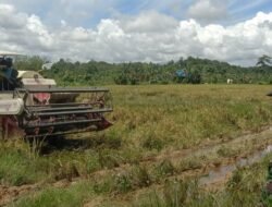 Danramil 0909-02/Sangkulirang Panen Padi Bersama Warga di Kecamatan Kaubun