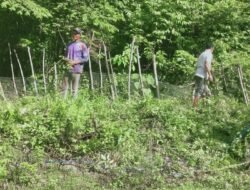 TNI AD Peduli, Babinsa Jaya Bantu Warga Bersihkan Rumput Liar dan Perbaiki Pagar Kebun Pepaya