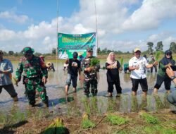 Sinergitas TNI-Polri dan Pemda Dukung Gerakan Tanam Padi Serentak di Barito Kuala