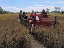 Pendampingan Pertanian oleh Babinsa Koramil 1004-11/Plb untuk Meningkatkan Produktivitas