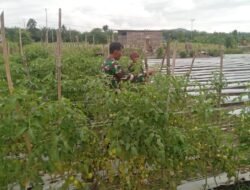 Babinsa Sidey Dampingi Petani dalam Merawat Tanaman Tomat