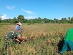 Turun ke Sawah, Babinsa Bersinergi dengan Petani Lakukan Panen Padi Secara Manual