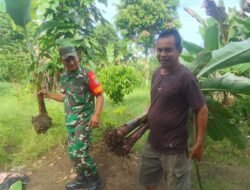 Babinsa Kodim 0114/Aceh Jaya Sambangi Petani, Bahas Pertanian Pisang
