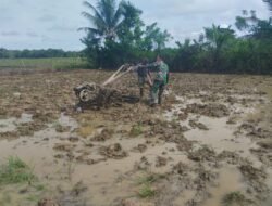 Babinsa Koramil 03/Kaway XVI Bantu Warga Bajak Sawah