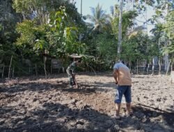 Babinsa Koramil 09 Samatiga Bantu Kelompok Tani Siapkan Lahan untuk Penaburan Bibit Padi
