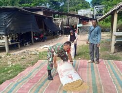 Bantu Jemur Padi, Wujudkan Kepedulian Babinsa terhadap Warga