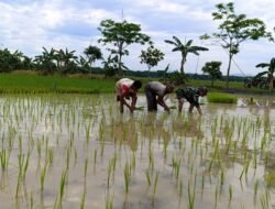 Dukungan TNI dalam Ketahanan Pangan, Babinsa Terjun ke Sawah Bantu Tanam Padi