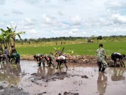Semangat Babinsa Kimaam, Bantu Petani Wujudkan Swasembada Pangan