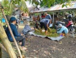 Meningkatkan Ketahanan Pangan, Babinsa Koramil 1003-02/Padang Batung Gelar Kegiatan Ubinan