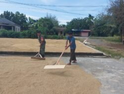 Babinsa Koramil 04/Krueng Sabee Membantu Warga Jemur Padi: Meningkatkan Kualitas Hidup Masyarakat