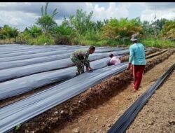 Babinsa Posramil 05/PC Bantu Warga Pasang Media Tanam Cabe Keriting
