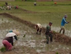 Babinsa Bantu Petani Tanam Padi, Wujud Kemanunggalan TNI-Rakyat
