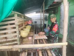Babinsa Koramil Sungai Pandan Panen Telur Ayam Petelur, Dukung Ketahanan Pangan