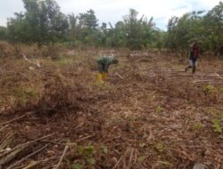Babinsa Sidey Bantu Warganya Bersihkan Lahan Kosong untuk Ketahanan Pangan Wilayah Binaan