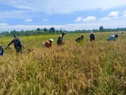 Tidak Kenal Hari Libur, Babinsa Masni Bantu Para Petani Panen Padi