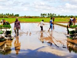 Merauke Majukan Pertanian dengan Teknologi Modern untuk Kemandirian Pangan