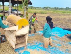 Babinsa Koramil 08/Arongan Lambalek Kodim 0105/Aceh Barat Bantu Petani Rontokkan Padi di Desa Binaan