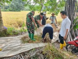 Mendukung Ketahanan Pangan, Babinsa Koramil 1003-06/Simpur-Kalumpang Lakukan Ubinan dan Panen Padi
