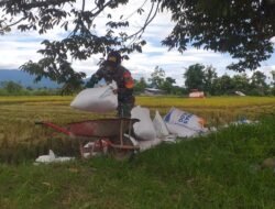 Wujudkan Ketahanan Pangan Yang Kuat, Babinsa Warmare Bantu Petani Panen Padi