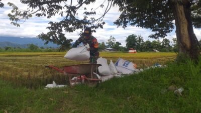 Wujudkan Ketahanan Pangan Yang Kuat, Babinsa Warmare Bantu Petani Panen Padi