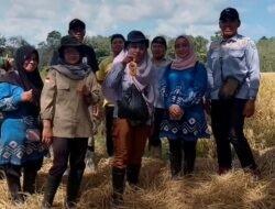 Babinsa dan PPL Lakukan Ubinan Padi untuk Evaluasi Hasil Panen yang Akurat