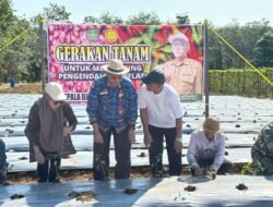 Tak Hanya Jaga Keamanan, Babinsa Tapin Turut Sukseskan Program Pertanian Tekan Inflasi