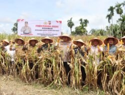 Dandim 0105/Abar Dukung Program Ketahanan Pangan dengan Panen Perdana Jagung