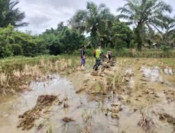 Babinsa Koramil 09/Samatiga Kopda Hendrawan Bantu Kelompok Tani Membajak Sawah di Desa Pinem