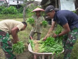 TMMD ke-124 Kodim 0901/Samarinda: Satgas Bantu Panen Sayuran Warga